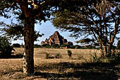 Bagan Myanmar. Dhammayangyi temple panoramic view. 